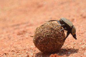 Dung beetle with his hands full