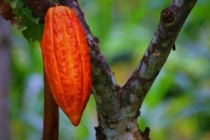 Cacoa Pod on the tree