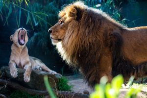 lion cub yawning while dad looks on