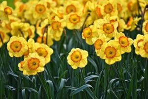 A field of daffodils