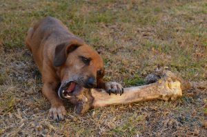 Dog chewing a bone