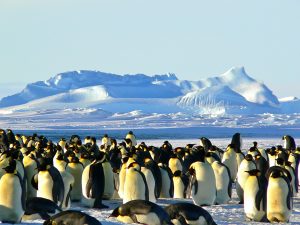 Emperor penguins in Antarctica