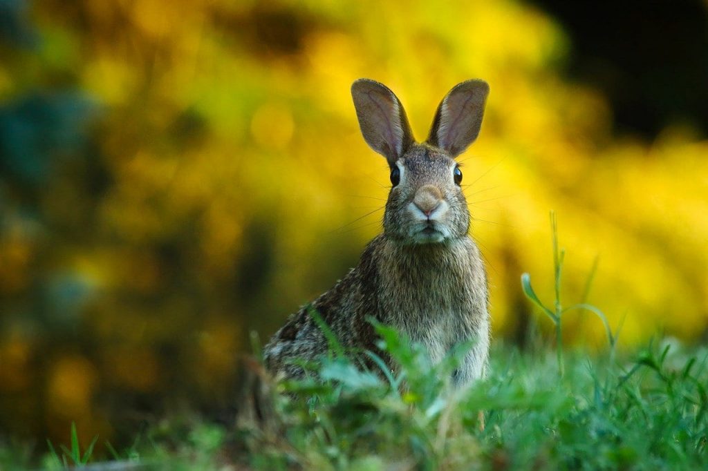 March hare