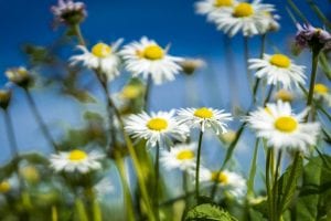 close of image of a patch of daisies in spring