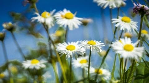 Daisy field