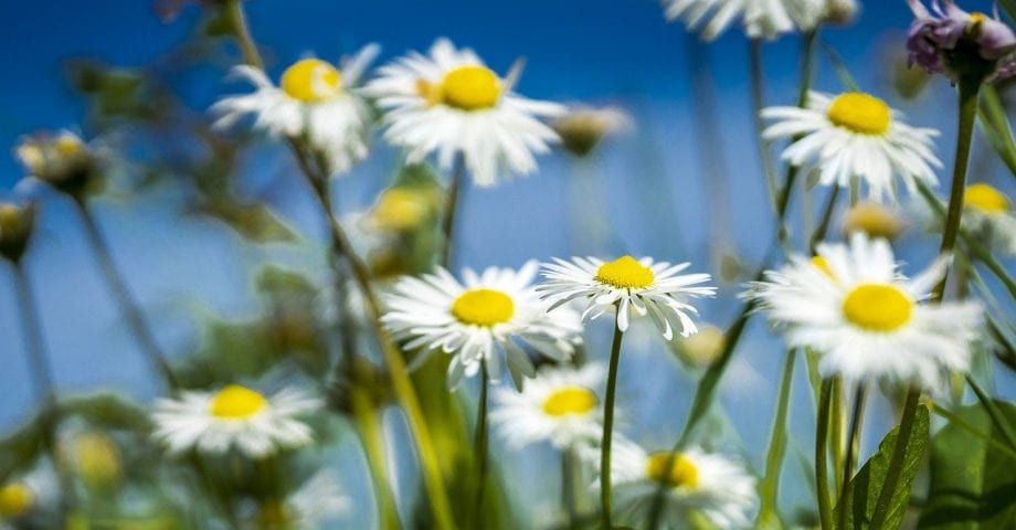 Daisy field