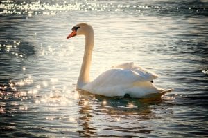 A swan on a river