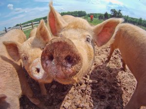 A pig photo in fisheye