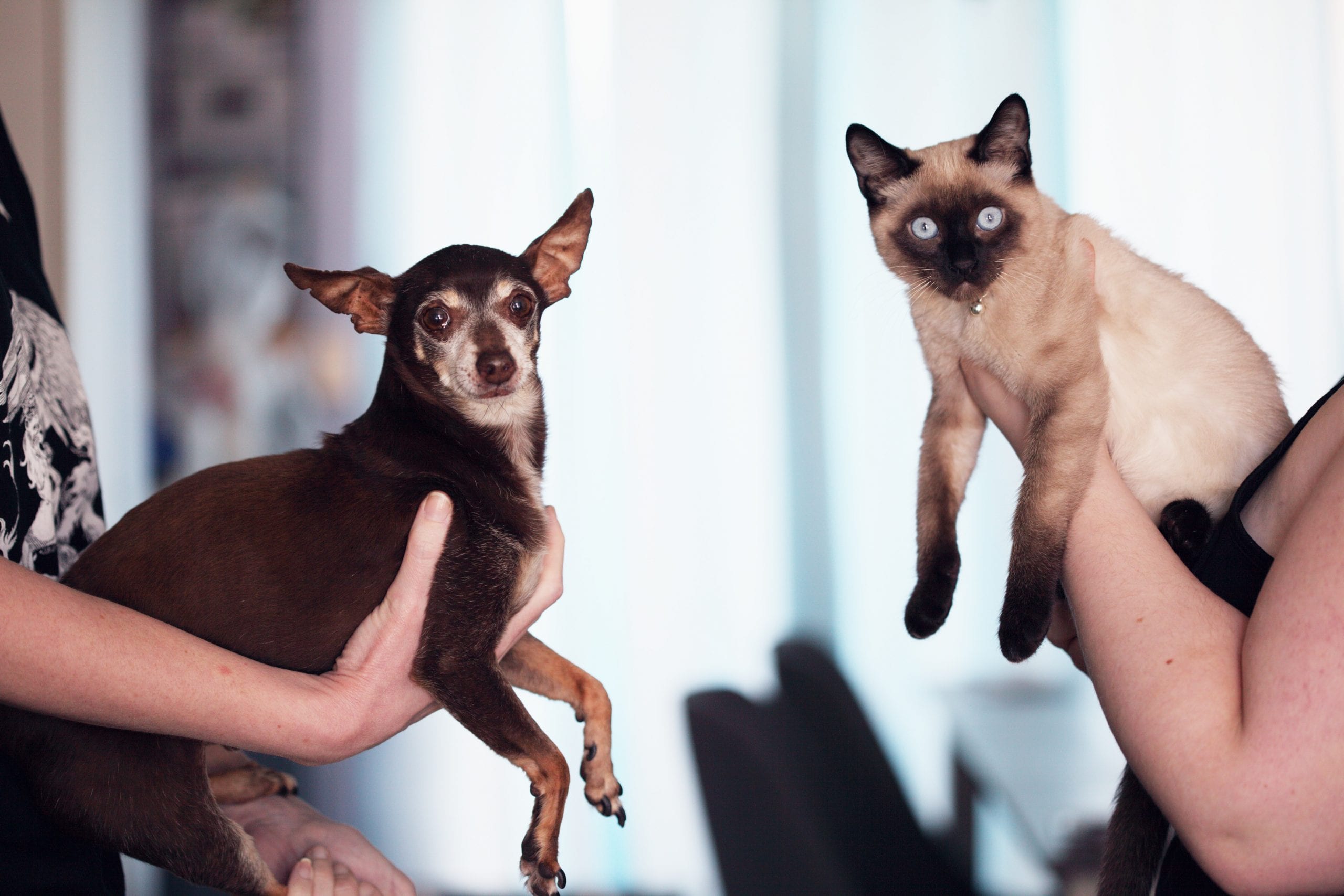 15 Fun Facts About Pet Ownership That May Surprise You