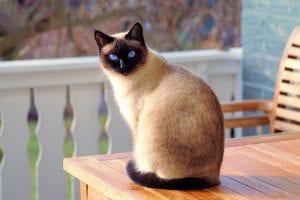 A siamese cat