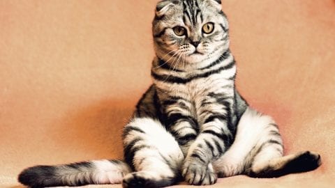 interesting facts about cats