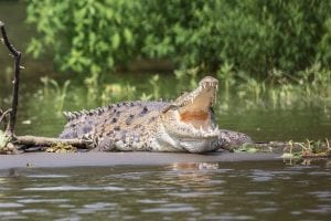 Fun facts about crocodiles