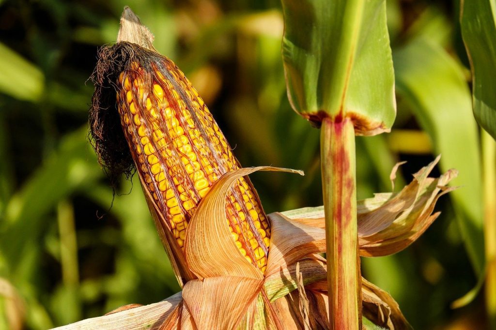 fresh corn in the field