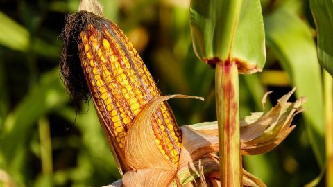 fresh corn in the field