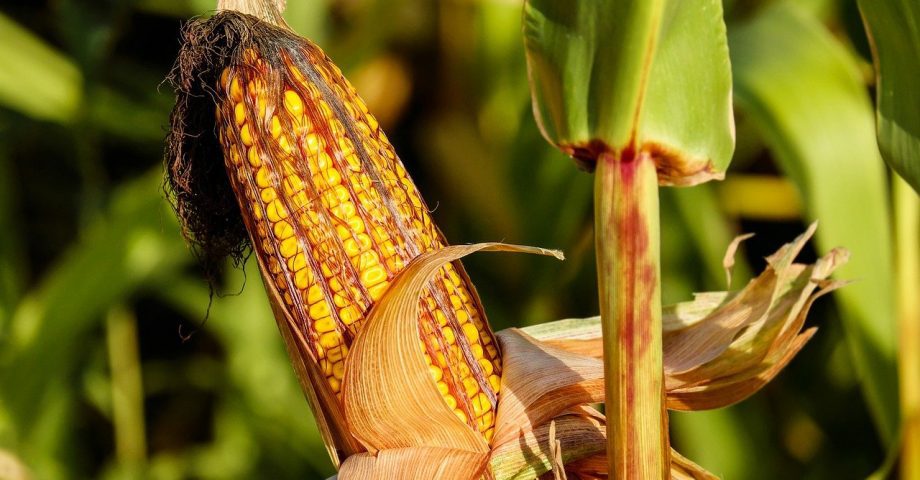 fresh corn in the field