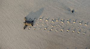 Leatherback hatchling