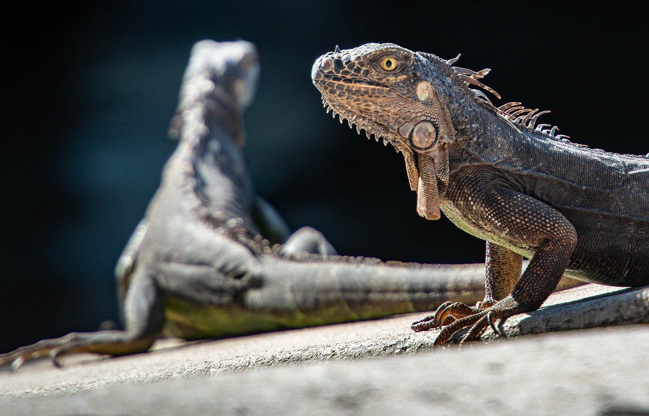 two iguanas