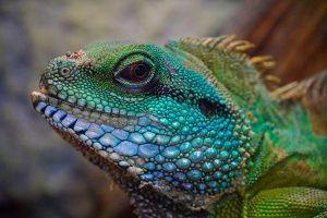 a multicoloured exotic lizard