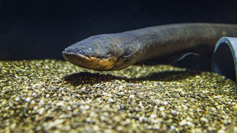 fun facts about electric eels