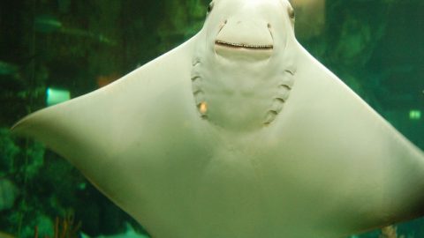 a smiling stingray