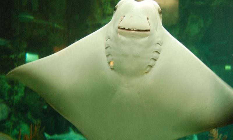 a smiling stingray