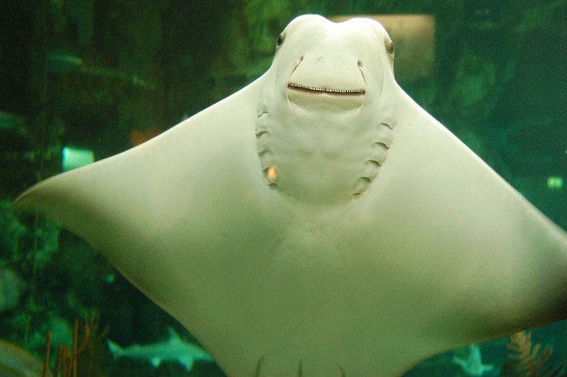 a smiling stingray