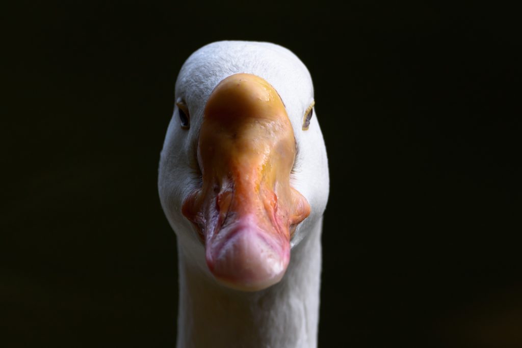 White feathered Goose