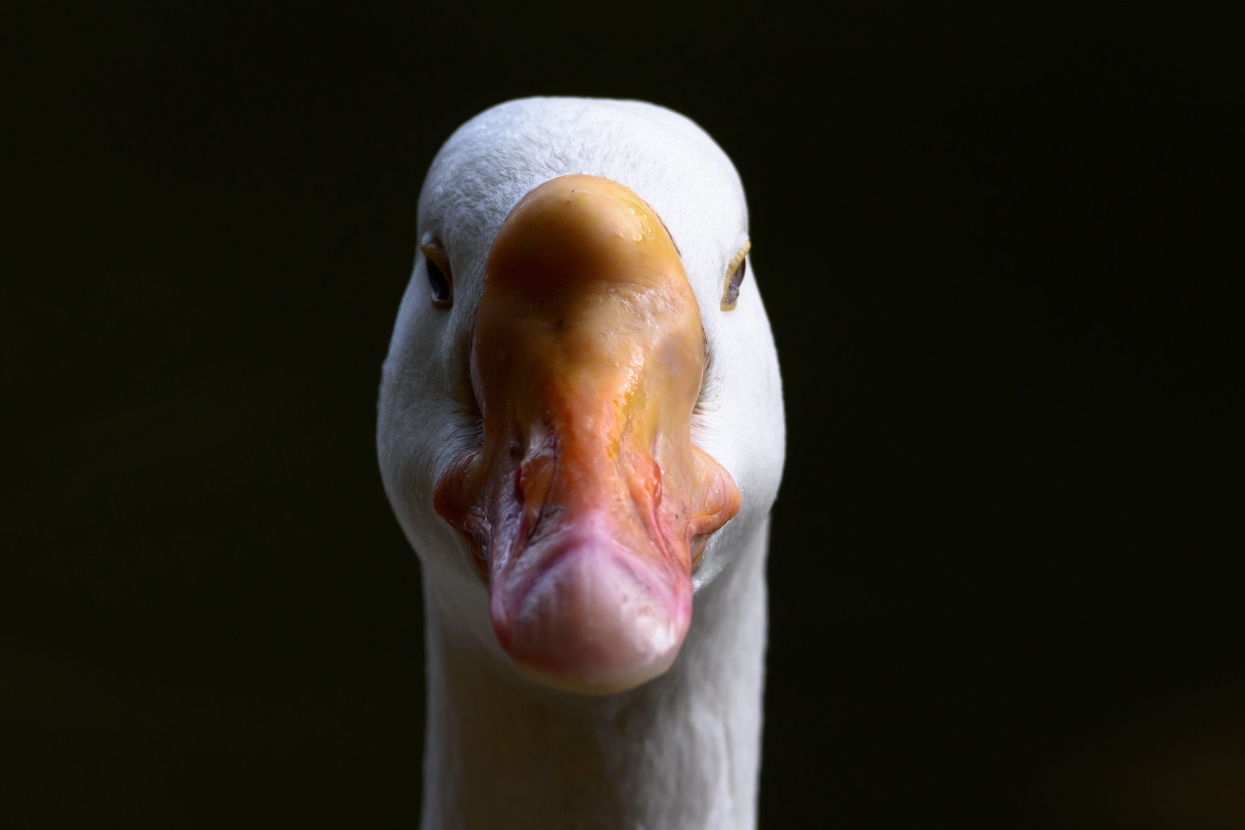 13 Great Facts About Geese