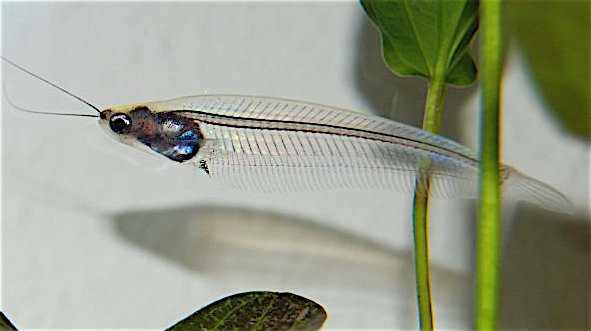 glass catfish