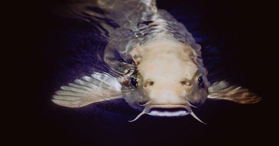 catfish in night mode