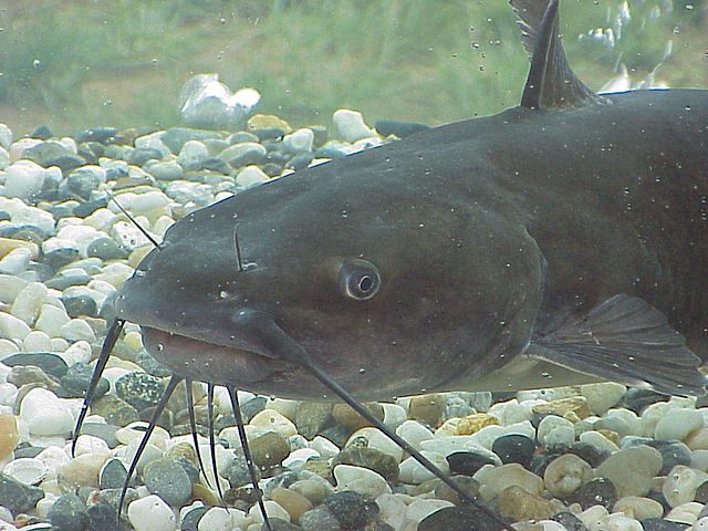 catfish