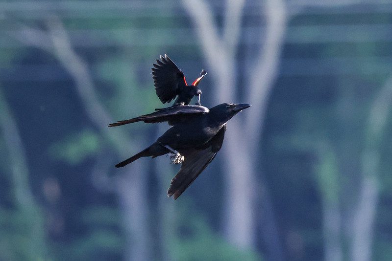 crow attack