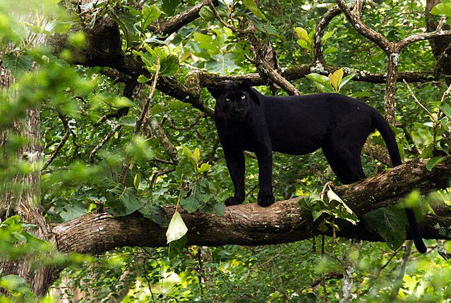 a panther up in the trees