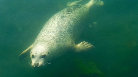 pinniped swimming