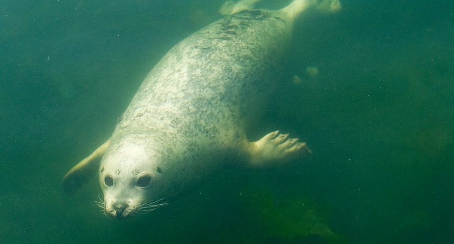 pinniped swimming