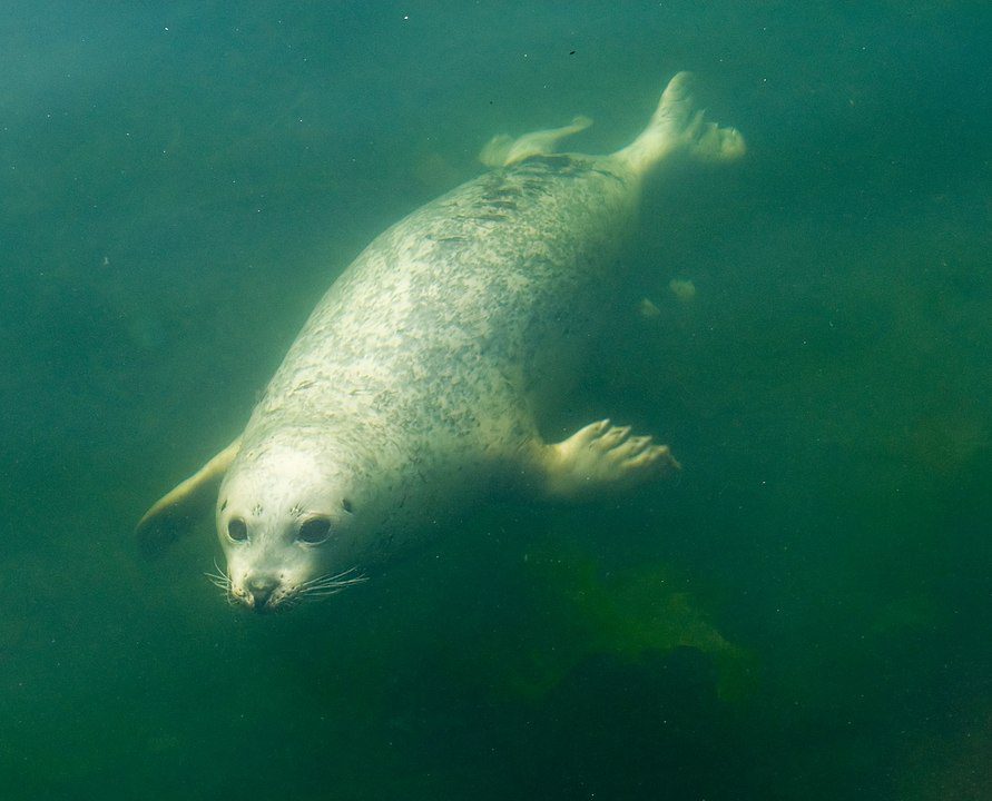 pinniped swimming