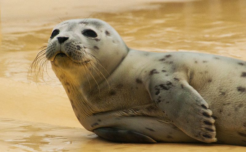 a seal sliding