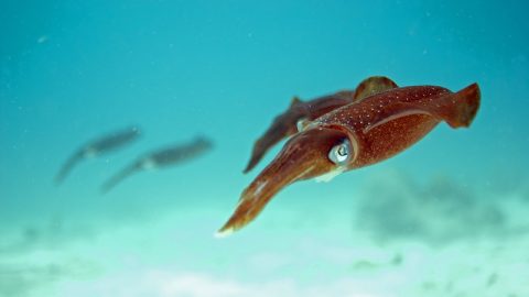 squid underwater