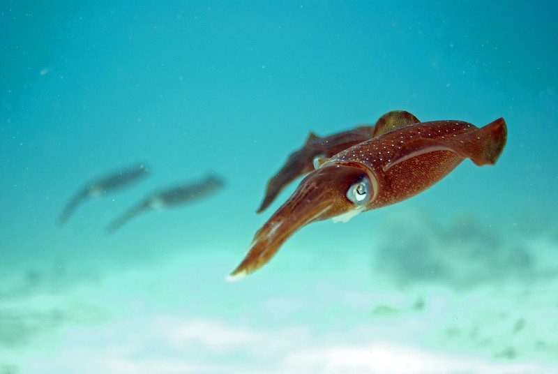 squid underwater