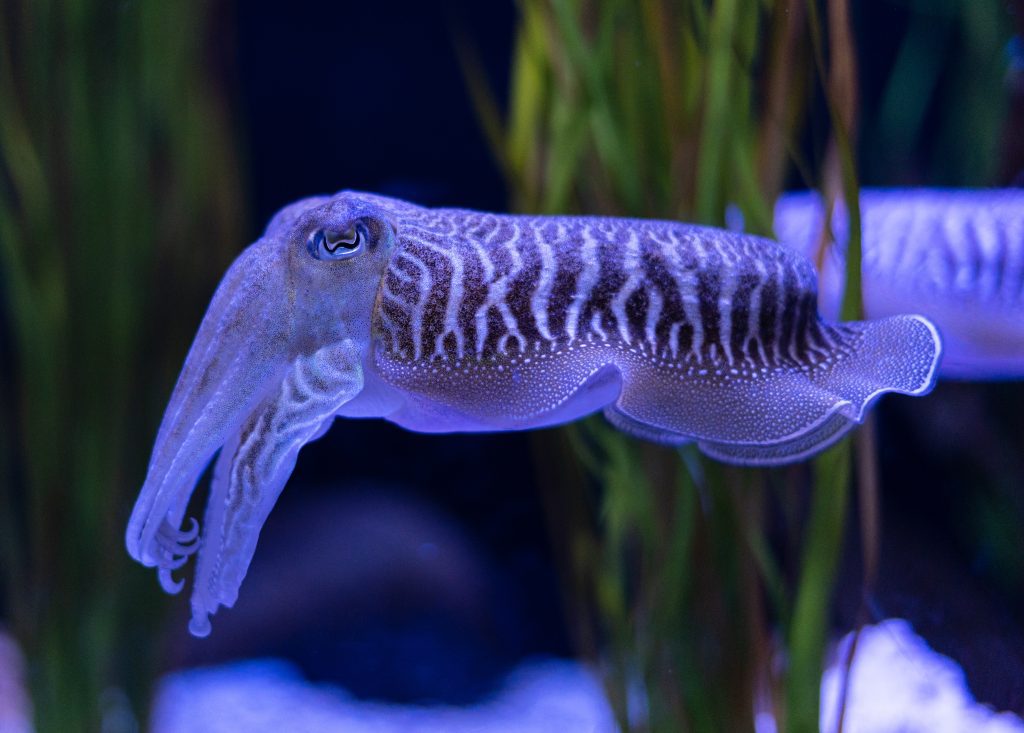 a bright cuttlefish, almost glowing