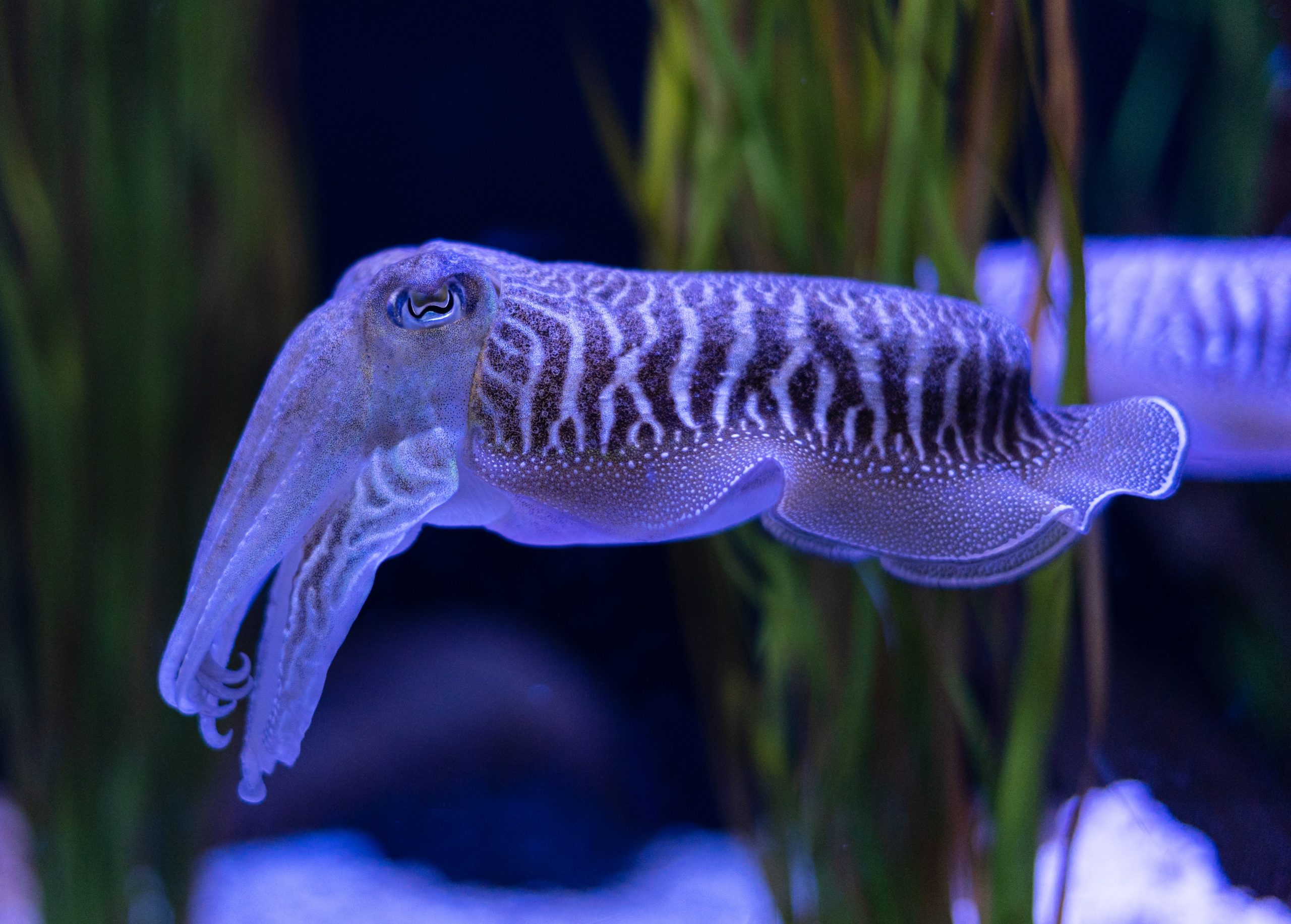 17 Crafty Facts About Cuttlefish
