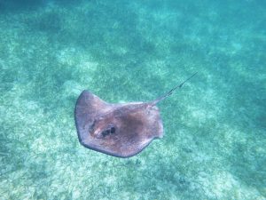 a stingrey in a clear tropical sea