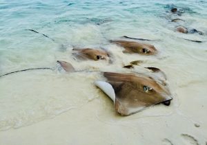 stingreys coming up to the beach