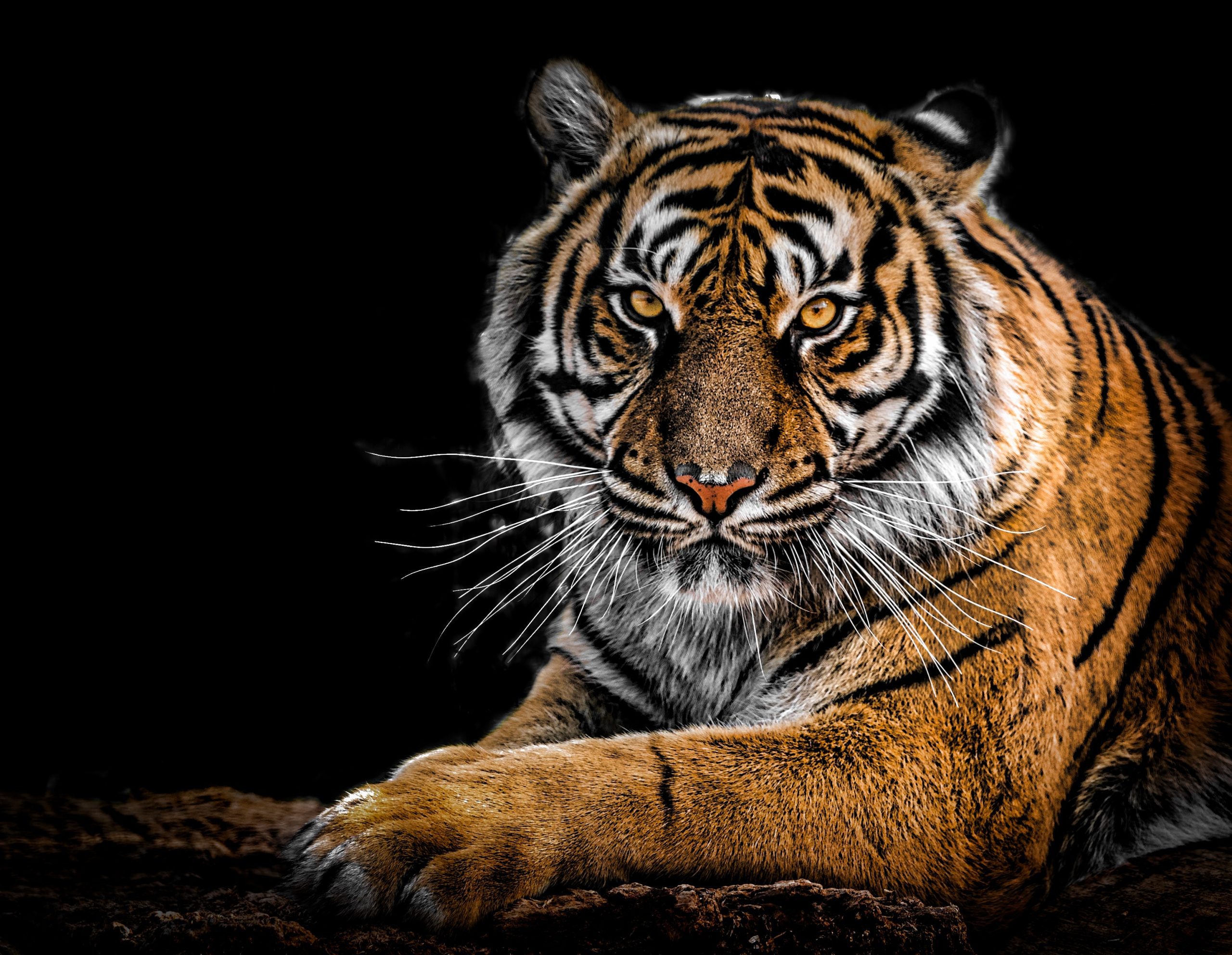 14 Lucky Facts About The Year of The Tiger