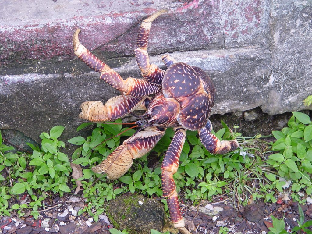 a huge coconut crab