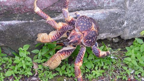 a huge coconut crab