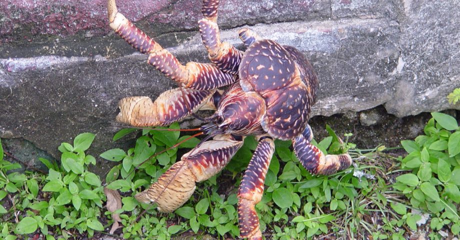 a huge coconut crab