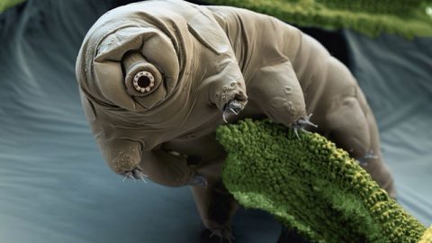 a tardigrade on moss