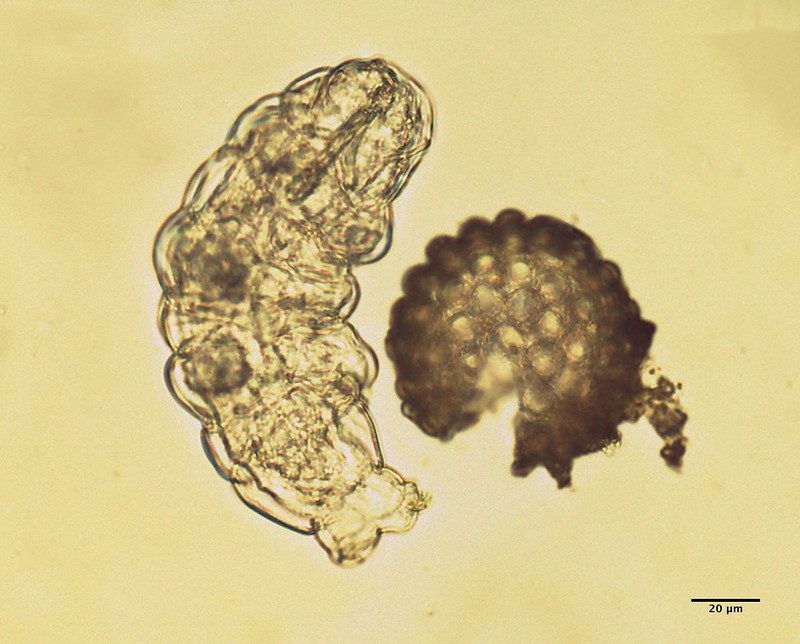 newly hatched tardigrade