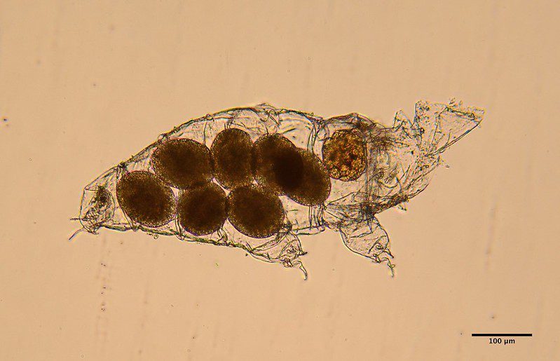 a pregnant tardigrade